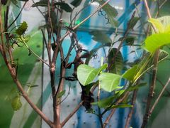 -上海大自然野生昆虫馆(东方明珠·爬宠昆虫探索中心)