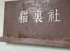 -猫里有甜
