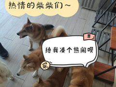 -柴犬高等学院·狗咖·柴犬售卖·宠物训练