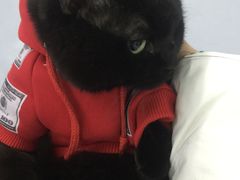 -达爱动物医院·犬猫分区·CT·复杂眼科(远洋山水分院)