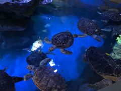 -烟台海昌鲸鲨海洋公园