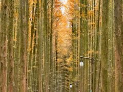 -山王坪喀斯特国家生态公园