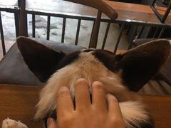 -萌喵宠狗爱心宠咖