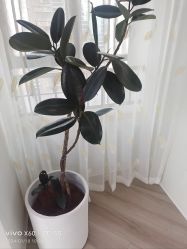 -HEYAN荷妍专业脱毛连锁机构
