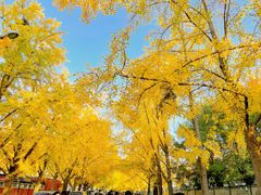 -三里屯东五街银杏大道