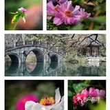 唯有牡丹真国色，打卡这个宝藏园子