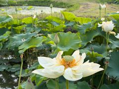 -池杉湖湿地公园