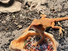 -帕帕拉兹宠物(亚洲旗舰店)