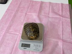 -北京观赏动物医院·24小时大型综合·猫专科·异宠专科