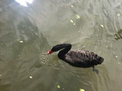 -五缘湾湿地公园