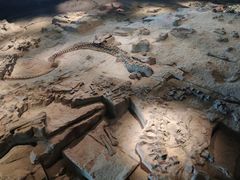 -自贡恐龙博物馆