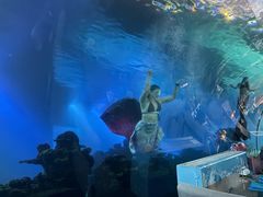 -海棠湾洲际-涛·海底餐厅·美人鱼·自助餐·海底隧道