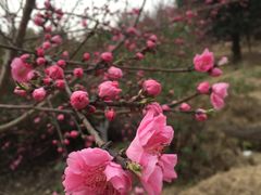 -秀丽东方
