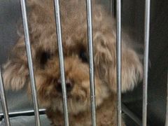 -瑞派·关忠动物医院·异宠专科·犬猫肿瘤·皮肤专科(望京店)