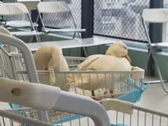 -怪兽屋·羊驼·猫咖·狗咖(俊华广场店)