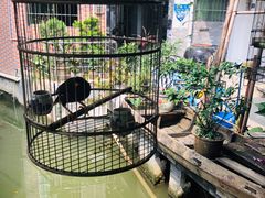 -小洲村