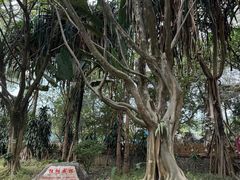 -瑞丽独树成林风景区