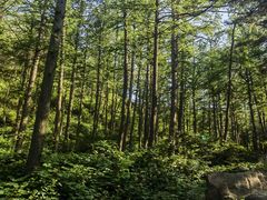 -鲁山国家森林公园