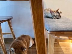 -猫小主咖啡·猫咖cat cafe(福田店)