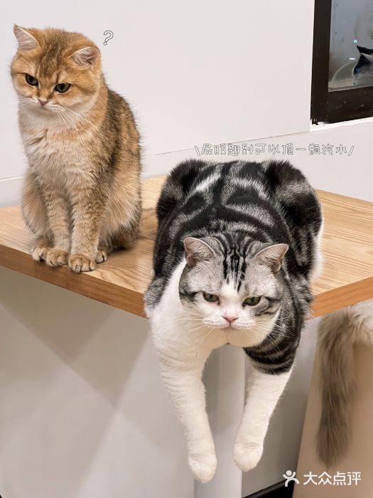 有喵·猫咖·狗咖·30几只猫10只小狗(岗厦店)图片