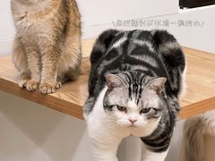 -有喵·猫咖·狗咖·40+猫狗有小奶狗(岗厦店)