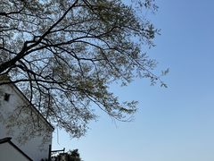 -树山生态村