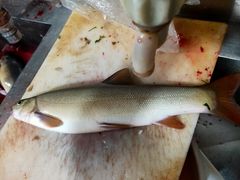 -老字号怡玺·藿香雅鱼(20年雅安店)