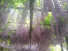 -嘉定紫藤园