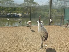 -盐城丹顶鹤湿地生态旅游区