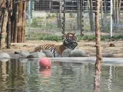 -北京野生动物园