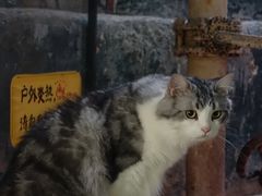 -猫咪博物馆(顶澳仔猫街店)