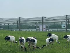 -盐城丹顶鹤湿地生态旅游区