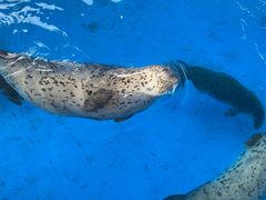 -石家庄极地海洋世界