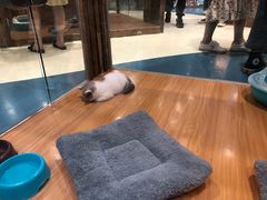 -龟与熊猫宠物公园(南坪店)