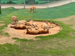-西霞口神雕山野生动物世界