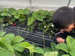 -喜杨洋草莓采摘园