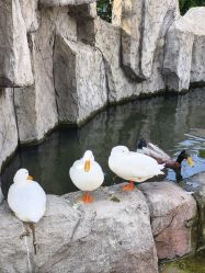-造物庄园 萌宠纪(苏州湾歌林公园店)