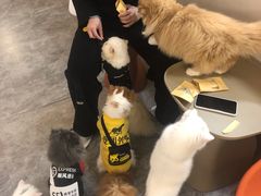 -More Fun猫咖 二十只万元加菲主题