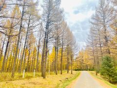 -塞罕坝国家级自然保护区