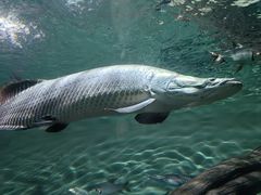 -上海海洋水族馆