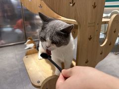 -飞行喵MR PILOT|猫舍·猫咖(静安大融城店)