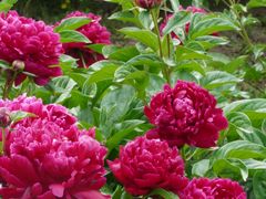 -国家植物园南园