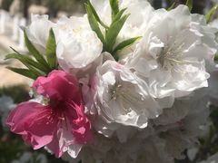 -莱阳濯村樱花园