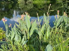 -洋湖国家湿地公园