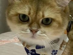 -东方名猫馆·英短金渐层布偶猫舍(环线广场1号楼店)