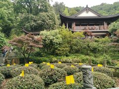-十八棵（老龙井）御茶园(老龙井店)