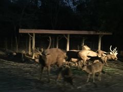 -清迈夜间动物园