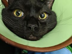-瑞派天宁宠物医院·猫科·异宠中心