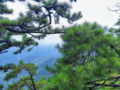 -内乡宝天曼生态旅游区
