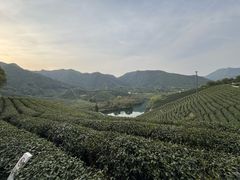 -龙坞茶村